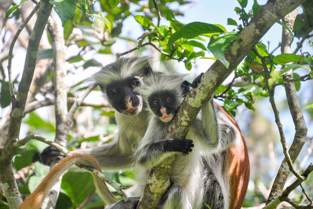 Must-Visit Attractions in Zanzibar for First-Time Travelers