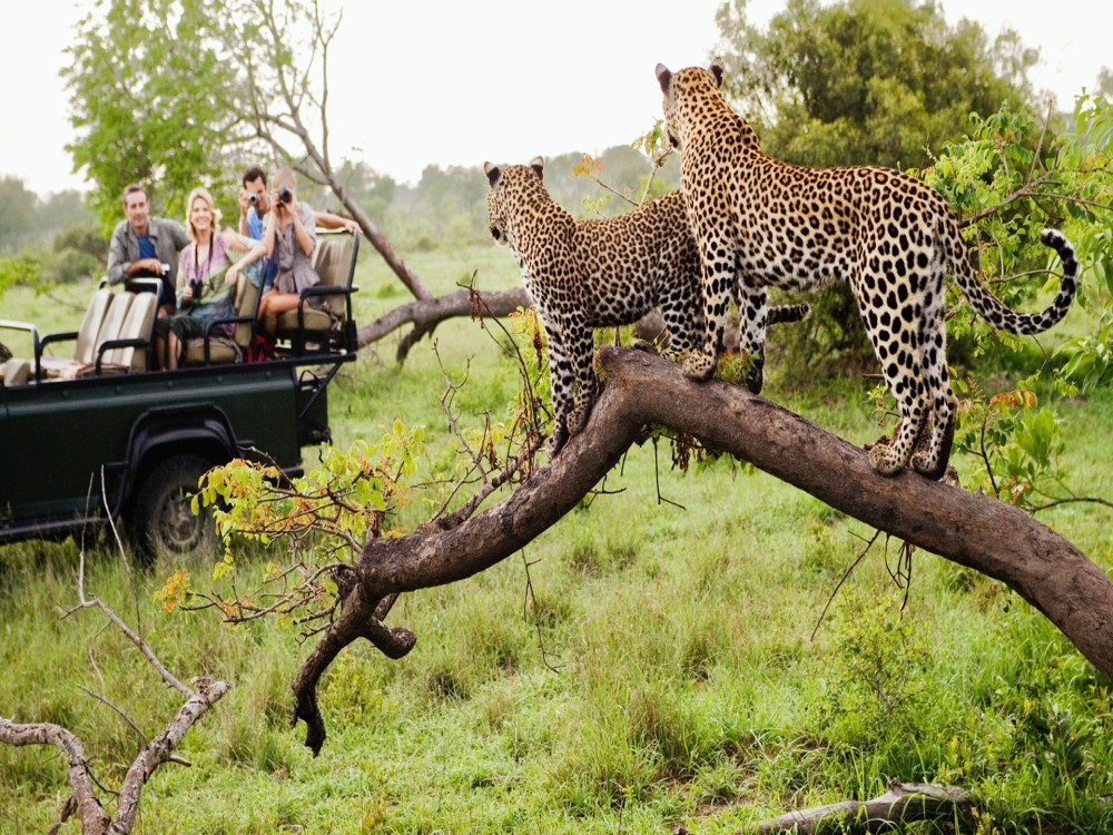 Wildlife Wonders in Nairobi: A Guide to Safaris and Animal Encounters
