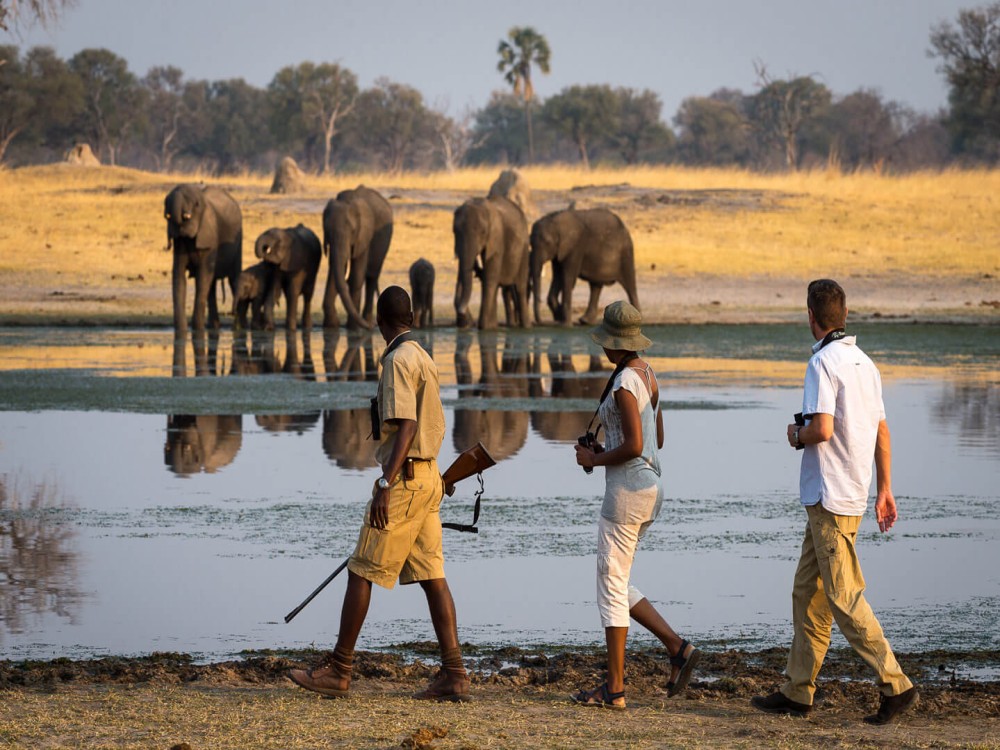 Exploring the Wildlife Around Livingstone: Safari & Nature Experiences