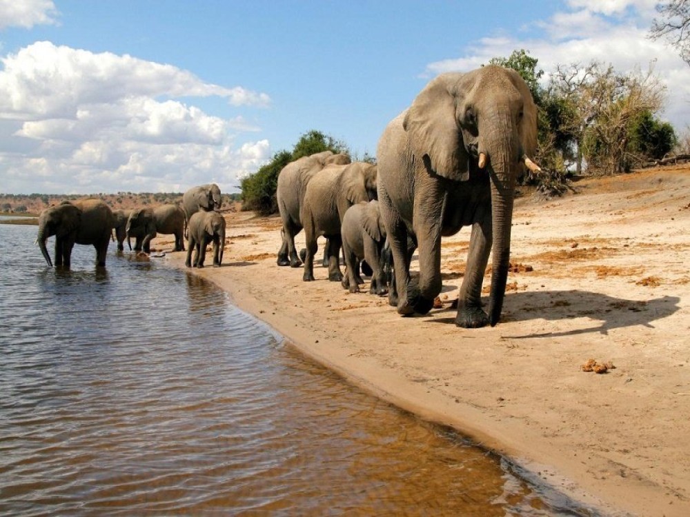 The Best Wildlife Safaris Around Kasane