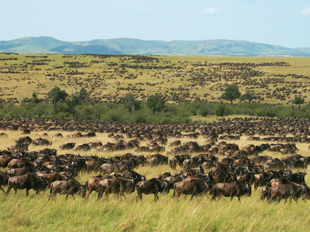 Best Places to See Wildlife in Masai Mara