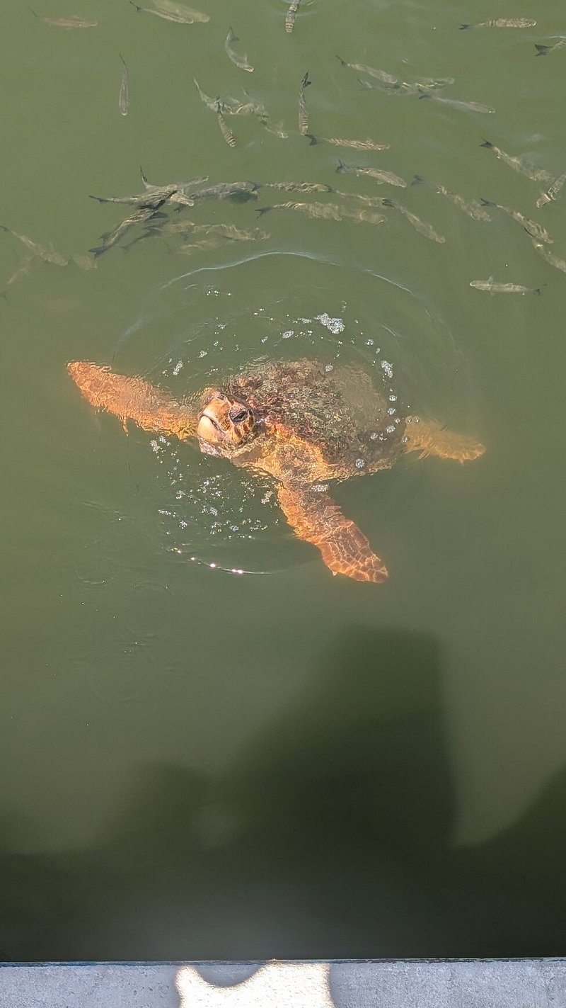 Marmaris: Dalyan Turtle Beach Tour with Mud Bath & Lunch | ®ExcursionMania