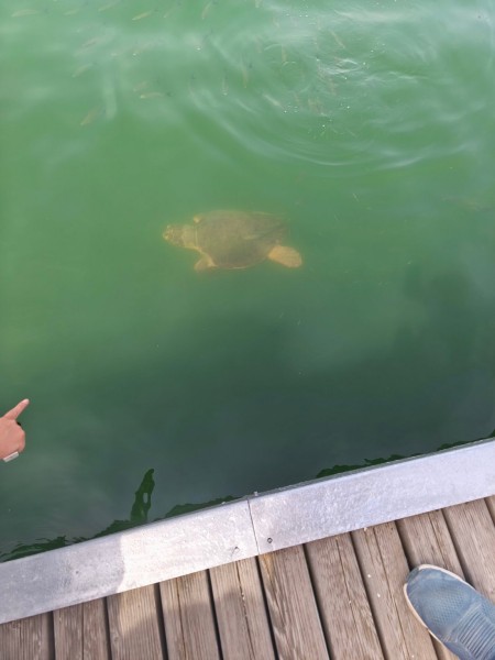 Marmaris: Dalyan Turtle Beach Tour with Mud Bath & Lunch | ®ExcursionMania
