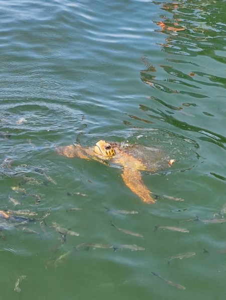 Marmaris: Dalyan Turtle Beach Tour with Mud Bath & Lunch | ®ExcursionMania