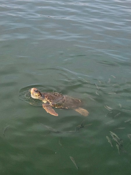 Marmaris: Dalyan Turtle Beach Tour with Mud Bath & Lunch | ®ExcursionMania