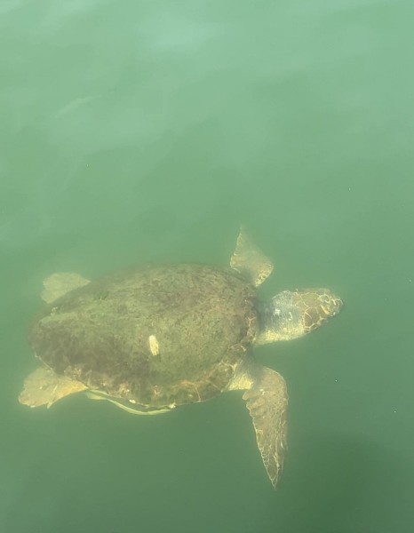 Marmaris: Dalyan Turtle Beach Tour with Mud Bath & Lunch | ®ExcursionMania