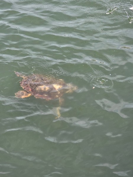 Marmaris: Dalyan Turtle Beach Tour with Mud Bath & Lunch | ®ExcursionMania