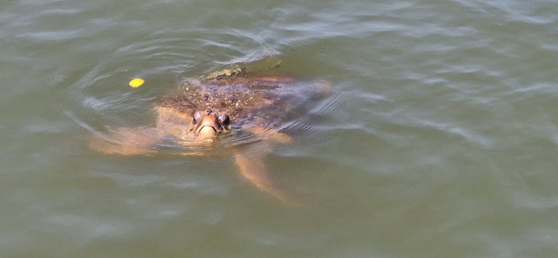 Marmaris: Dalyan Turtle Beach Tour with Mud Bath & Lunch | ®ExcursionMania