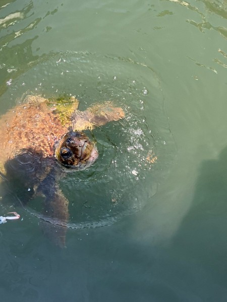 Marmaris: Dalyan Turtle Beach Tour with Mud Bath & Lunch | ®ExcursionMania