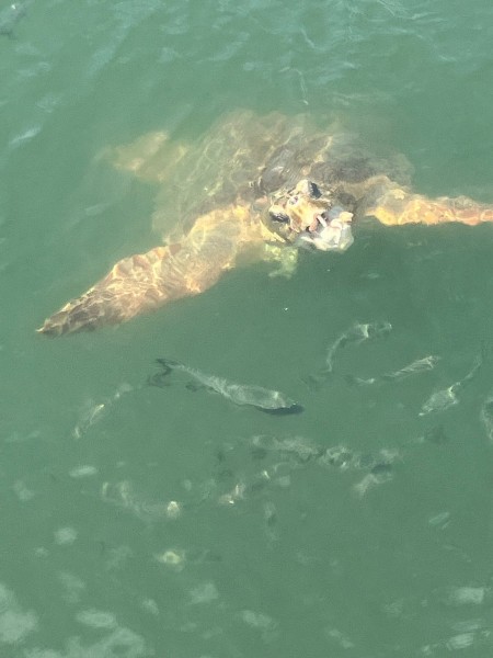 Marmaris: Dalyan Turtle Beach Tour with Mud Bath & Lunch | ®ExcursionMania