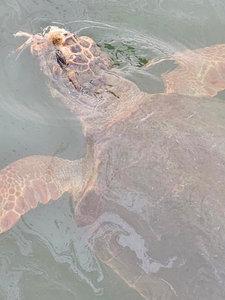 Marmaris: Dalyan Turtle Beach Tour with Mud Bath & Lunch | ®ExcursionMania