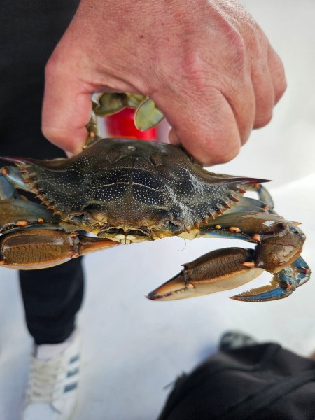 Marmaris: Dalyan Turtle Beach Tour with Mud Bath & Lunch | ®ExcursionMania