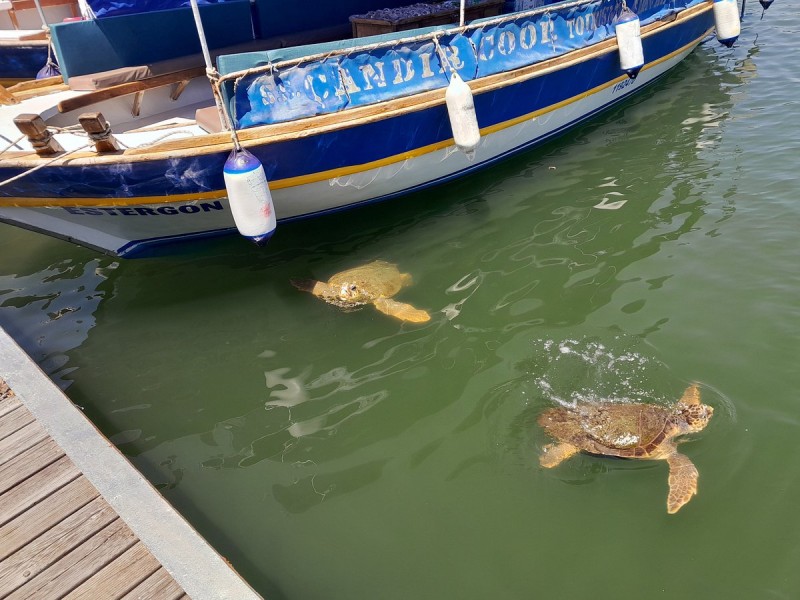 Marmaris: Dalyan Turtle Beach Tour with Mud Bath & Lunch | ®ExcursionMania