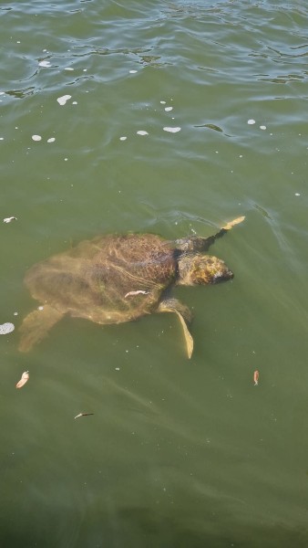 Marmaris: Dalyan Turtle Beach Tour with Mud Bath & Lunch | ®ExcursionMania