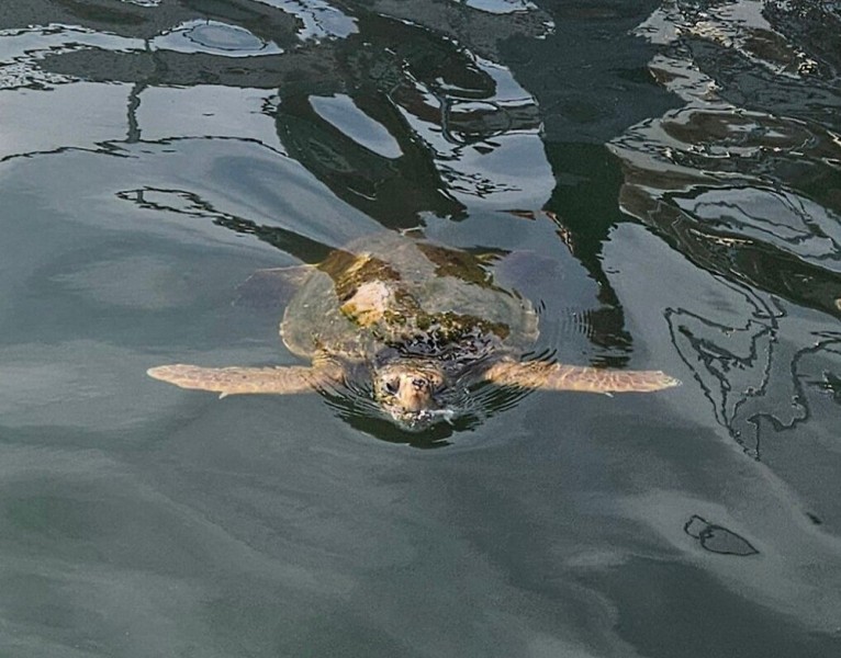 Marmaris: Dalyan Turtle Beach Tour with Mud Bath & Lunch | ®ExcursionMania