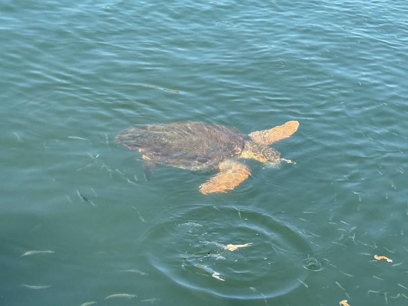 Marmaris: Dalyan Turtle Beach Tour with Mud Bath & Lunch | ®ExcursionMania