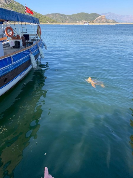 Marmaris: Dalyan Turtle Beach Tour with Mud Bath & Lunch | ®ExcursionMania