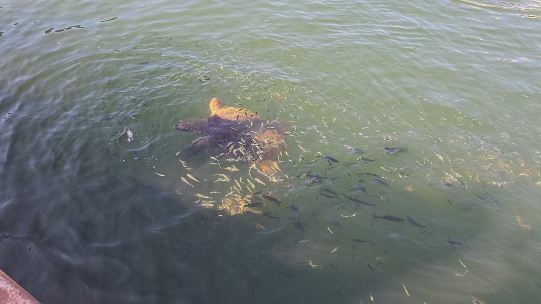 Marmaris: Dalyan Turtle Beach Tour with Mud Bath & Lunch | ®ExcursionMania