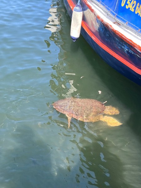 Marmaris: Dalyan Turtle Beach Tour with Mud Bath & Lunch | ®ExcursionMania