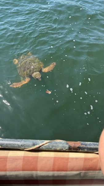 Marmaris: Dalyan Turtle Beach Tour with Mud Bath & Lunch | ®ExcursionMania