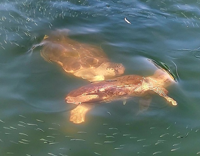 Marmaris: Dalyan Turtle Beach Tour with Mud Bath & Lunch | ®ExcursionMania