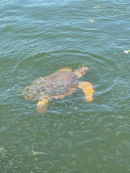 Marmaris Turtle Beach Tour With Mud Baths & River Cruise | ®ExcursionMania