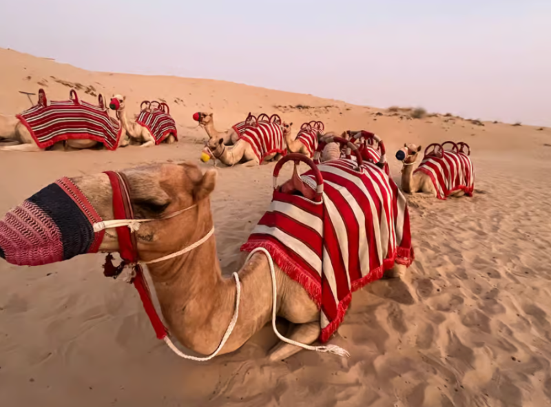 Dubai: Quad Bike Safari, Camels & Al Khayma Camp BBQ Dinner | ®ExcursionMania