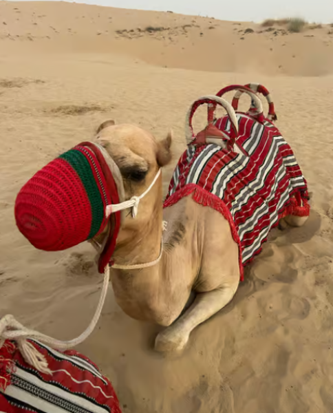 Dubai: Quad Bike Safari, Camels & Al Khayma Camp BBQ Dinner | ®ExcursionMania