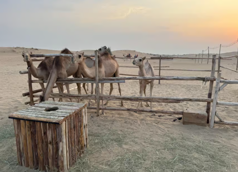 Dubai: Quad Bike Safari, Camels & Al Khayma Camp BBQ Dinner | ®ExcursionMania