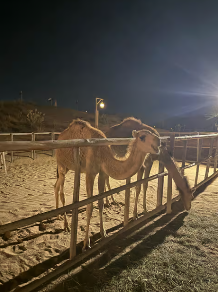 Dubai: Overnight Safari, Dinner, Stargazing & Al Khayma Camp | ®ExcursionMania
