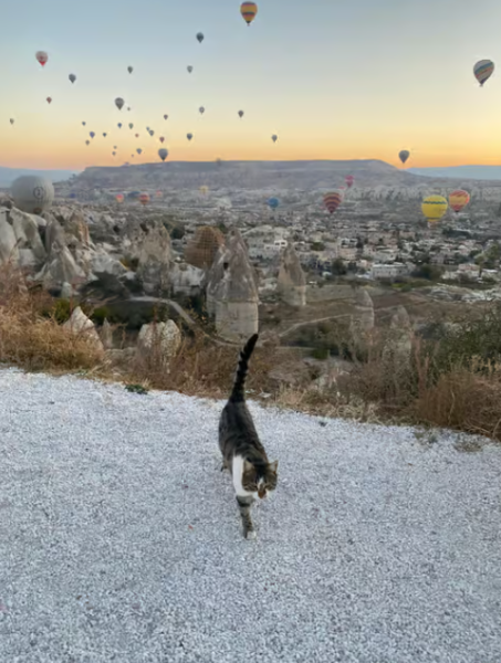 Cappadocia: Hot Air Balloon Watching at Sunrise with Pickup | ®ExcursionMania