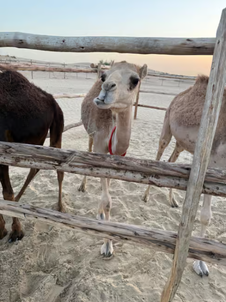Dubai: Desert Safari, Quad Bike, Sandboarding, Camels & BBQ | ®ExcursionMania
