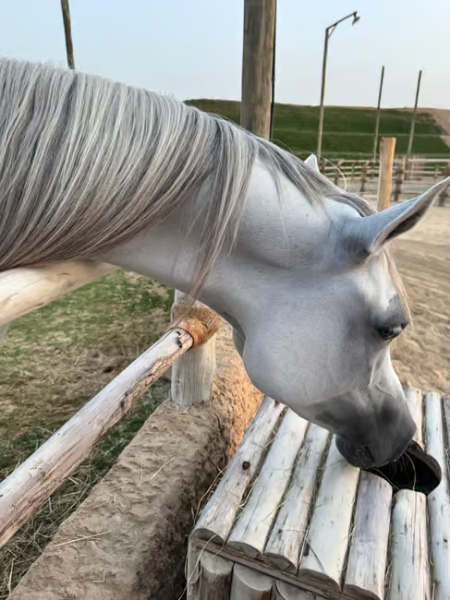 Dubai: Desert Safari, Quad Bike, Sandboarding, Camels & BBQ | ®ExcursionMania