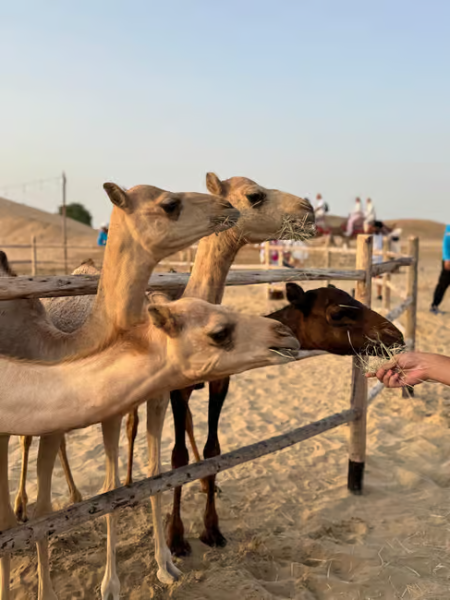 Dubai: Desert Safari, Quad Bike, Sandboarding, Camels & BBQ | ®ExcursionMania