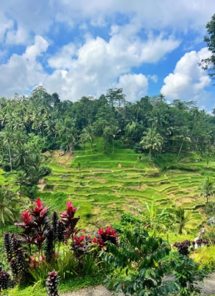 Ubud: All-Inclusive Tour with Optional Lunch | ®ExcursionMania