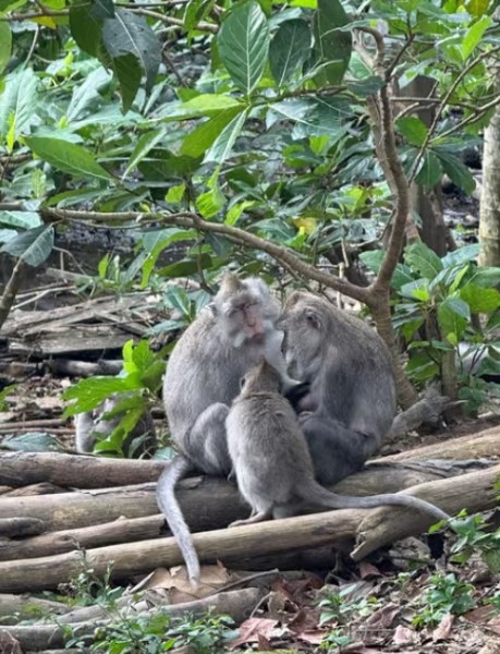 Ubud: All-Inclusive Tour with Optional Lunch | ®ExcursionMania