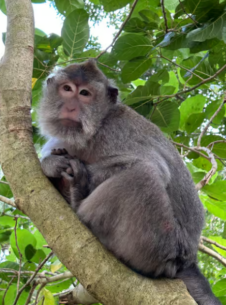 Ubud: Sacred Monkey Forest Sanctuary Ticket and Guided Tour | ®ExcursionMania