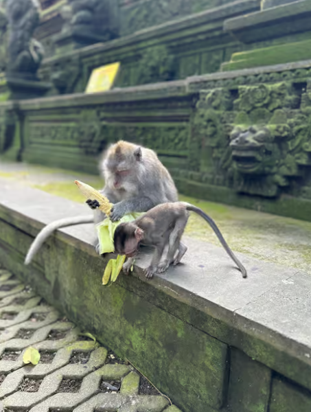 Ubud: Sacred Monkey Forest Sanctuary Ticket and Guided Tour | ®ExcursionMania