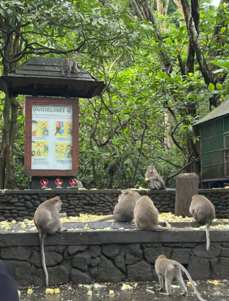 Ubud: Sacred Monkey Forest Sanctuary Ticket and Guided Tour | ®ExcursionMania