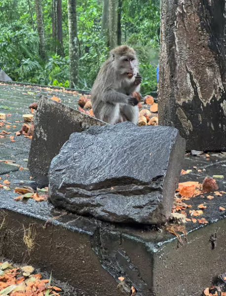 Ubud: Sacred Monkey Forest Sanctuary Ticket and Guided Tour | ®ExcursionMania