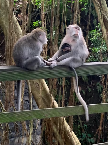 Ubud: Sacred Monkey Forest Sanctuary Ticket and Guided Tour | ®ExcursionMania