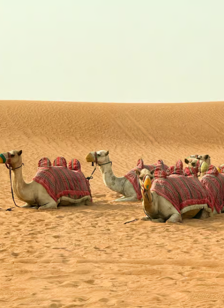 Dubai: Half-Day Desert Safari, Camel Ride & Quad Bike Option | ®ExcursionMania