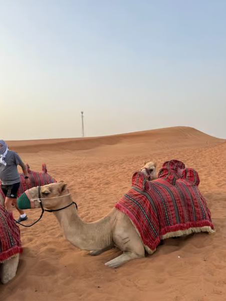 Dubai: Half-Day Desert Safari, Camel Ride & Quad Bike Option | ®ExcursionMania