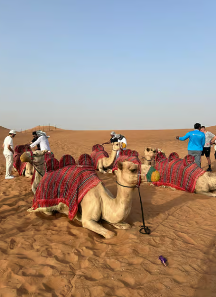 Dubai: Half-Day Desert Safari, Camel Ride & Quad Bike Option | ®ExcursionMania
