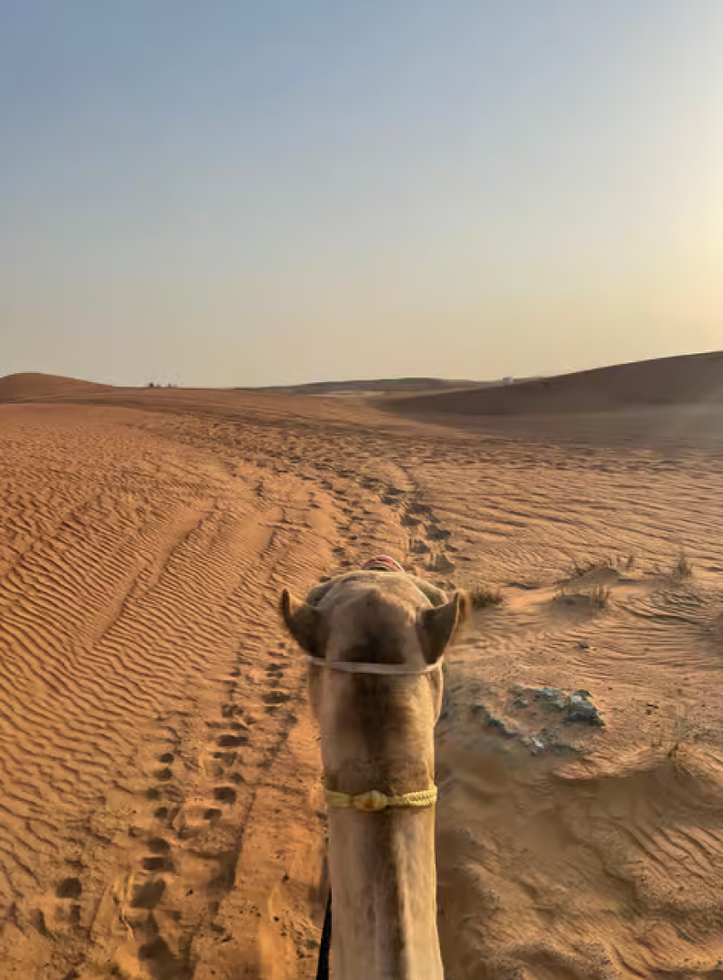 Dubai: Half-Day Desert Safari, Camel Ride & Quad Bike Option | ®ExcursionMania