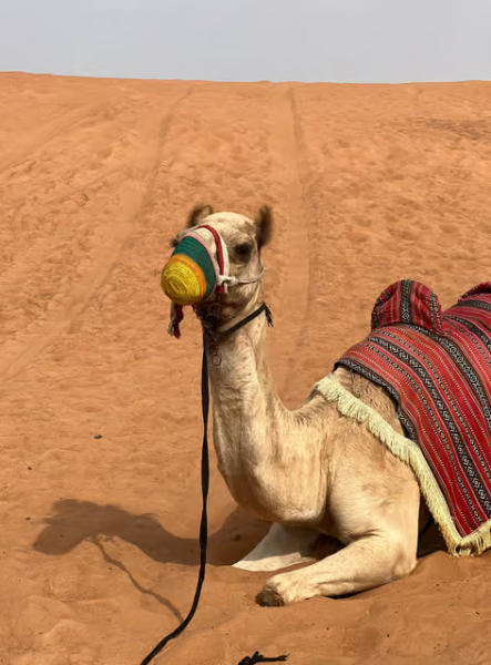 Dubai: Half-Day Desert Safari, Camel Ride & Quad Bike Option | ®ExcursionMania