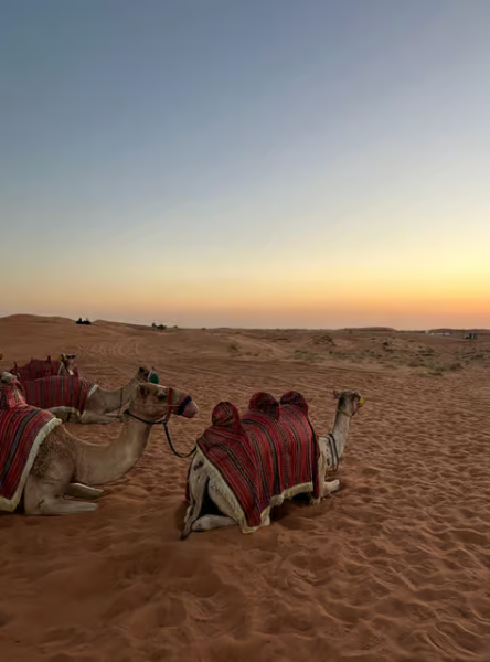 Dubai: Half-Day Desert Safari, Camel Ride & Quad Bike Option | ®ExcursionMania