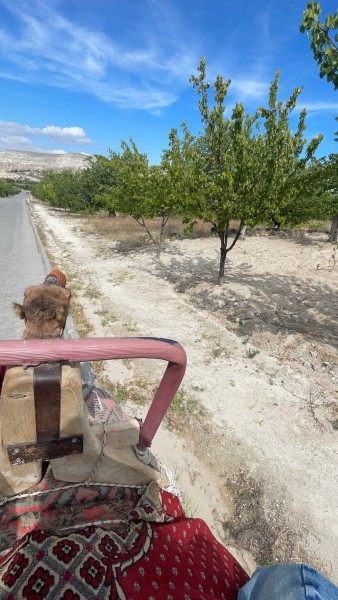 Cappadocia Camel Safari w/Sunrise or Sunset Option | ®ExcursionMania