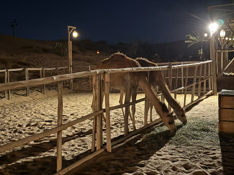 Dubai: Al Khayma Camp Experience with BBQ Dinner | ®ExcursionMania