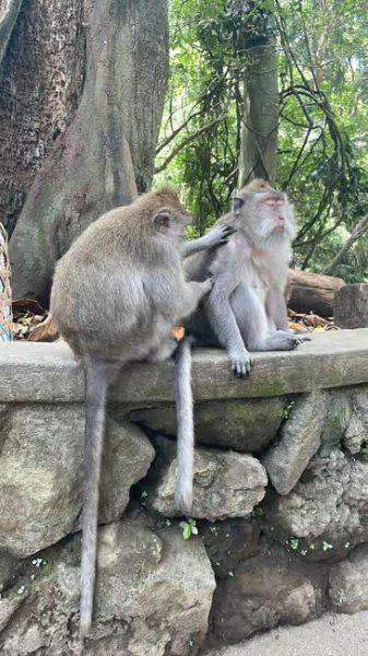 Bali: Customized Private Car Charter with Optional Guide | ®ExcursionMania